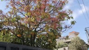 Арабская Деревня Израиля : Я НЕ ТУРИСТ, Я ЗДЕСЬ ЖИВУ !