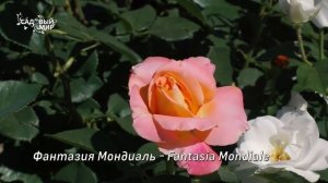 Наталья Петренко (Садовый мир) у Елены Иващенко. Надёжные розы для северного сада