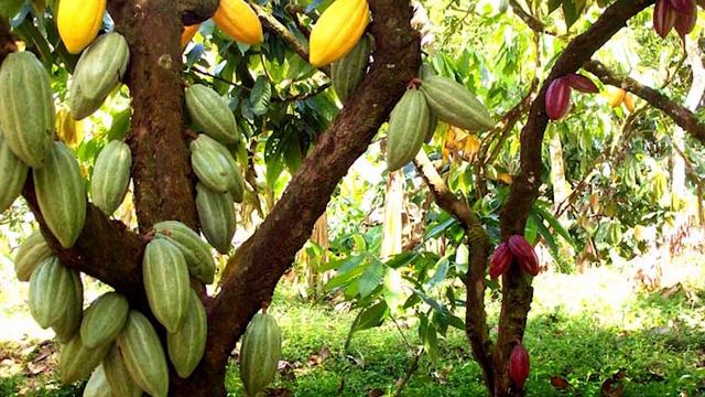 PODA en el CACAO ORGÁNICO #orgánico #ecológico #natural смотреть онлайн