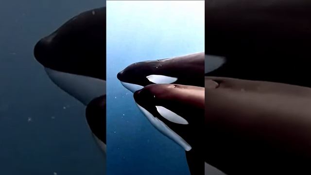 Тур в Мурманск Охота за Китами #отдых #travel #путешествия #туризм #2024 смотреть онлайн