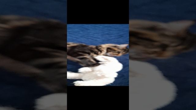 Бедный зая... смотреть онлайн