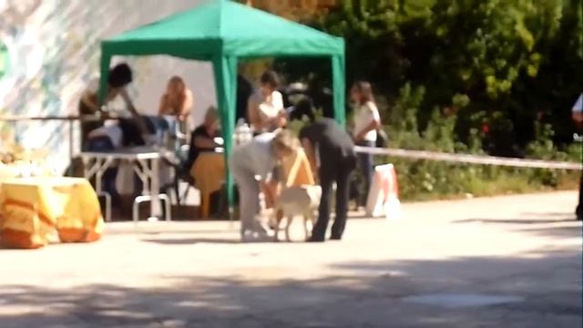 18.09.11 монопородка бэбик голден ретривер Play Boy смотреть онлайн