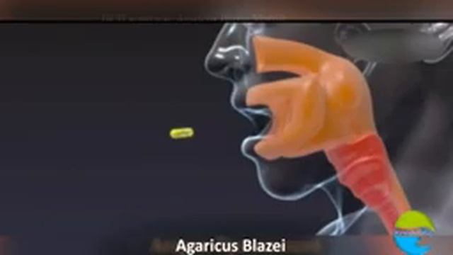 Agaricus blazei Murril (Agaricus blazei Murril) 70% extract of polysaccharide peptide complex (PSP) смотреть онлайн