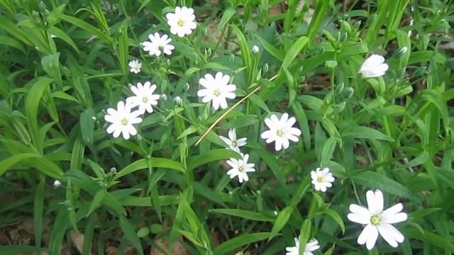 Лесные Цветы. Звуки Леса. Апрель (Nature. Forest. Spring) смотреть онлайн