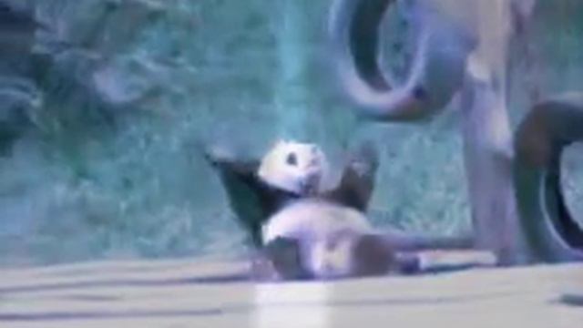 🐼 che fa un balletto смотреть онлайн