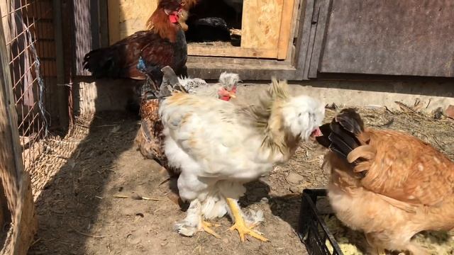 Что Сделать Чтобы Куры Несли Много Яиц смотреть онлайн