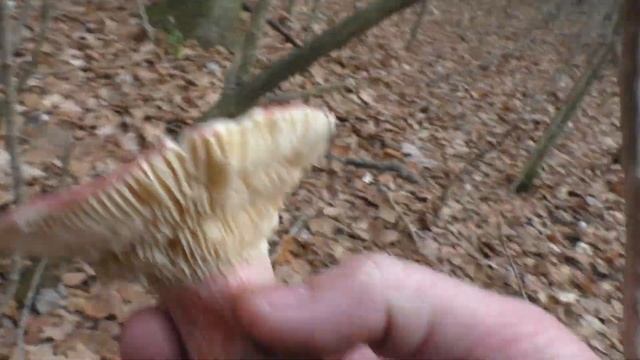 Любимые Грибы?.. СЫРОЕЖКА ВЫЦВЕТАЮЩАЯ ? смотреть онлайн