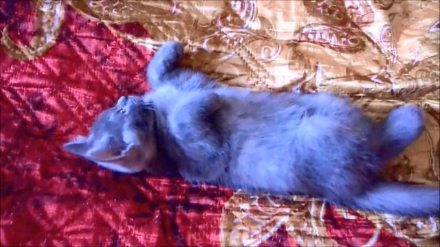 Прямоухая кошечка скоттиш страйт смотреть онлайн