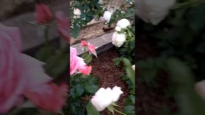 Роза Пьер де Ронсар!!! у кого нет Пьера- срочно посадите....???