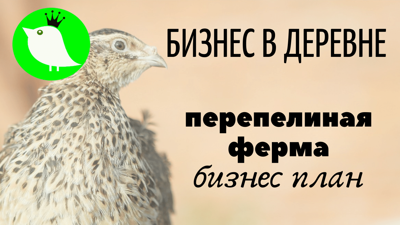 Бизнес в деревне. Перепелиная ферма. Бизнес план от МОИ перепела смотреть онлайн