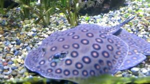 речной скат моторо