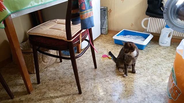 Молодая игручая кошка в хорошие руки смотреть онлайн