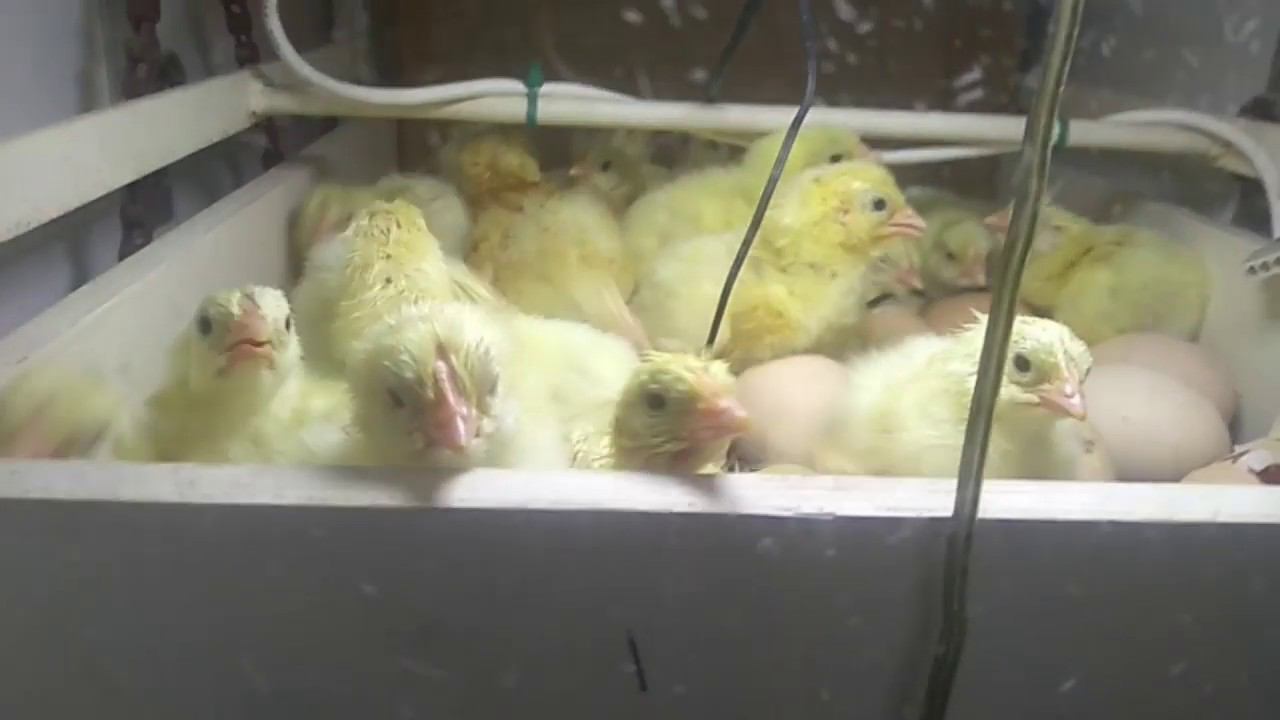 ИНКУБАЦИЯ КОББ500 ЯЙЦО ГУСЯТ УЖЕ НА ВЫВОДЕ смотреть онлайн