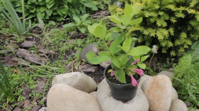 Вейгела Naomi Campbe смотреть онлайн