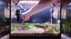 И... Запуск! Аквариум 30 литров