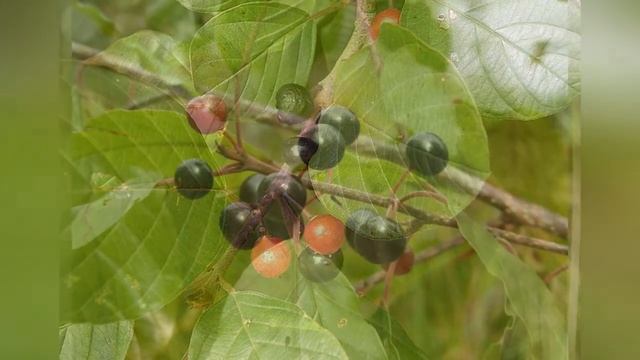 КРУШИНА или ЖОСТЕР (RHAMNUS) сем. Крушиновые смотреть онлайн