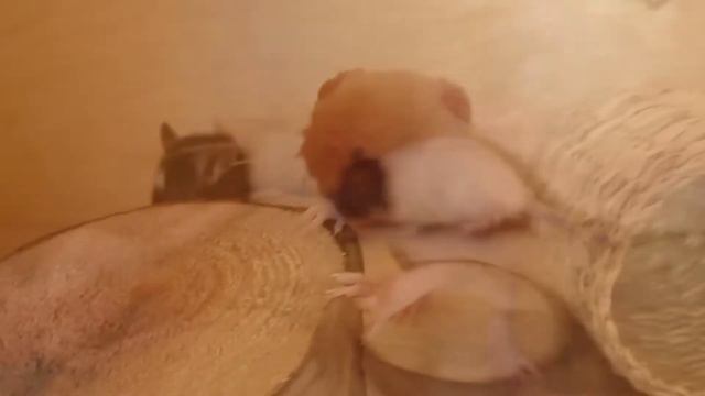 Крысята малыши смотреть онлайн