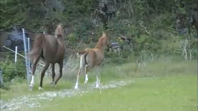 Ghimpact A - purebred Arabian colt - German 3***-star Premium award смотреть онлайн