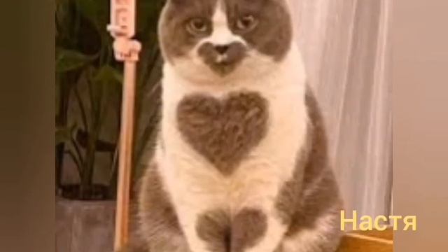 Какой ты котик по имени смотреть онлайн
