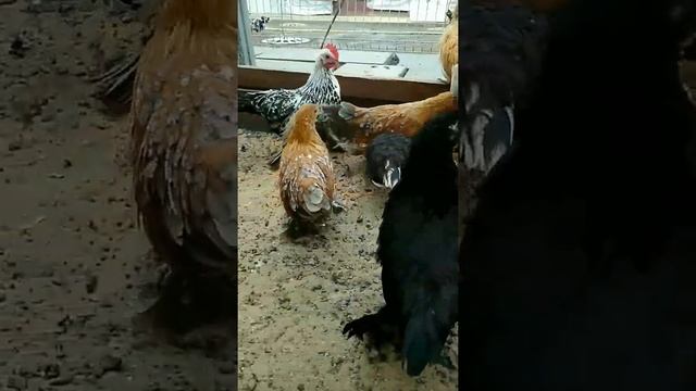 Мильфлер и Антверпенская молодняк есть в наличии +375296999947 смотреть онлайн