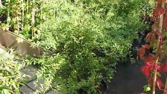 Спирея белая смотреть онлайн