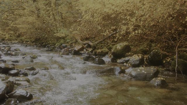 Autumn Ambience Of The Forest River In Skate Creek Road Area - Fall Foliage Colo