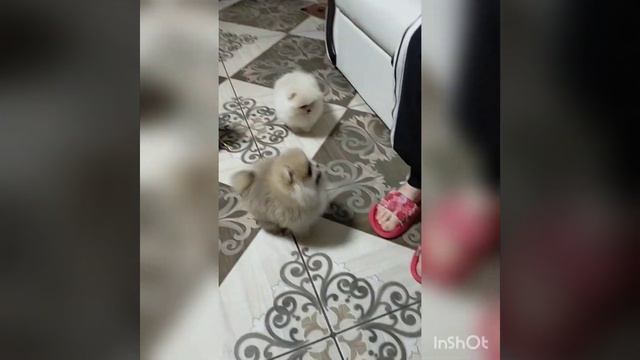 Девочка Булочка смотреть онлайн