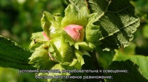 Лещина обыкновенная, орех или фундук — как вырастить орешник на даче