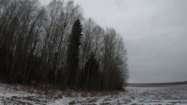 Охота с русскими гончими на зайца и лису 2019! смотреть онлайн