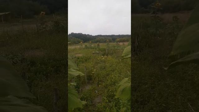 И расцвел подсолнух. смотреть онлайн