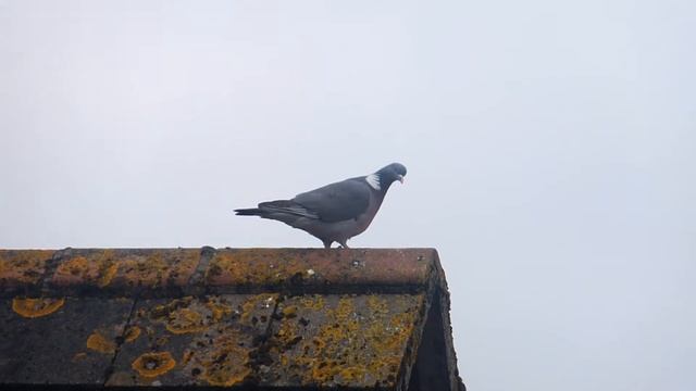 Pigeon jump смотреть онлайн