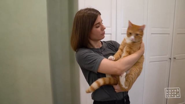 ПОЧЕМУ КОТ ССЫТ НА КРОВАТЬ? / Как понять свою кошку. смотреть онлайн