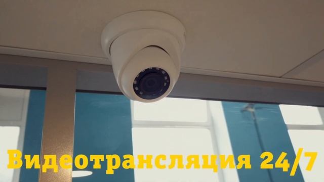 Гостиница для кошек Лапа-Лапа смотреть онлайн