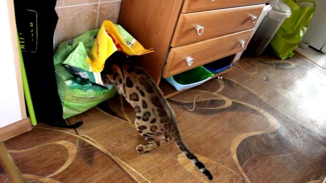 Бенгальская кошка тырит корм из мешка 10 кг. :) смотреть онлайн