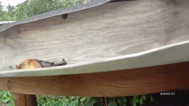 Сбор дождевой воды с крыши, из подручных средств смотреть онлайн