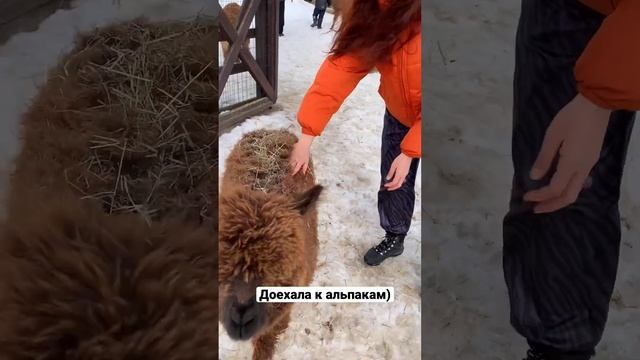Ферма российские альпаки:) #альпаки #ламы #ферма смотреть онлайн
