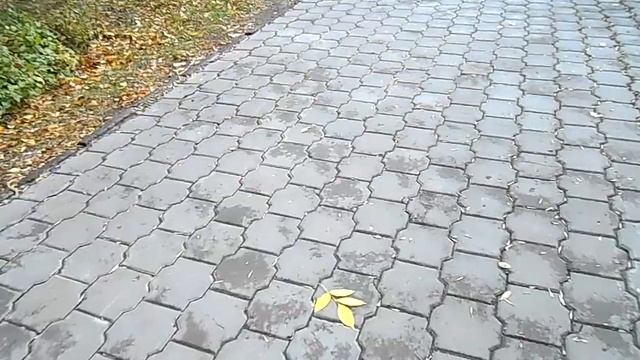 По аллее Центрального парка осенним днём 2020 года, женщина бежит навстречу, а сорока стрекочет смотреть онлайн