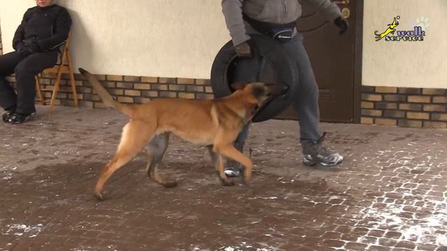 Дрессировка собак, команда Дай #5, использование игрушки неудобной для захвата и удавки смотреть онлайн