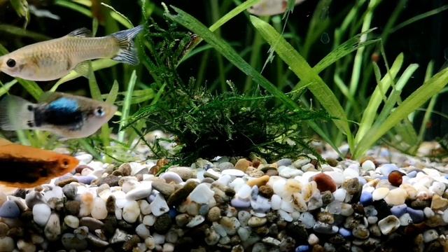 АЛЬТЕРНАНТЕРА РЕЙНЕКА. СОДЕРЖАНИЕ В АКВАРИУМЕ смотреть онлайн