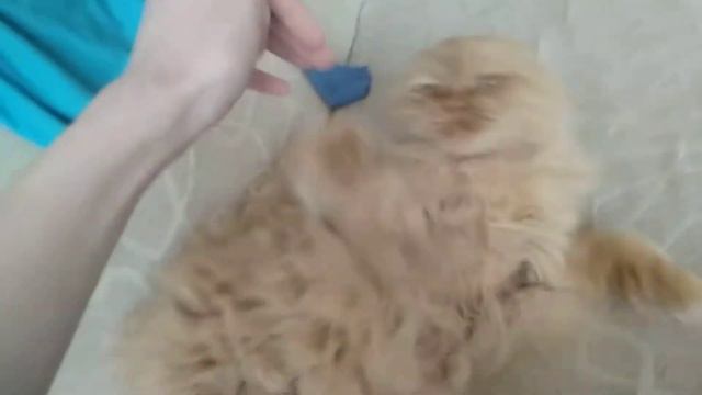 Обзор на кота. Кот укусил оператора смотреть онлайн
