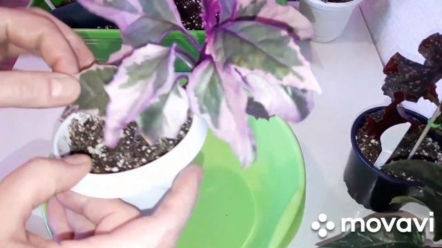 КОМНАТНЫЕ РАСТЕНИЯ(ЦВЕТЫ).ПОКУПКИ И ЦВЕТОЧНЫЕ ДЕЛА. смотреть онлайн