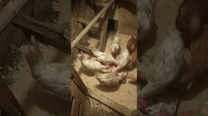 Если курица обезножила, как лечить