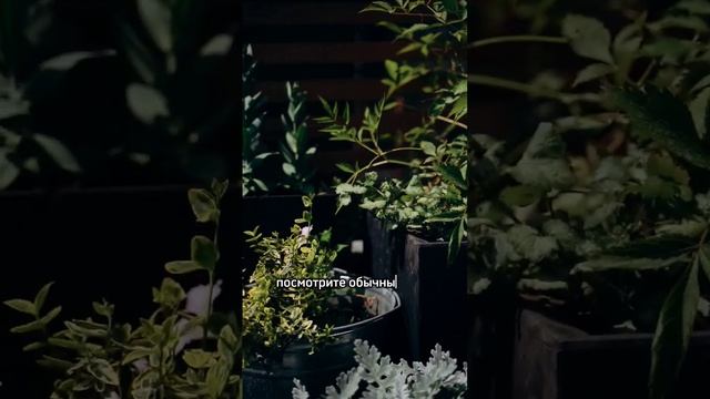 ШИКАРНОЕ КОНТЕЙНЕРНОЕ ОЗЕЛЕНЕНИЕ ИЗ ДЕШЕВЫХ ЗАМЕН ДОРОГИХ КАШПО смотреть онлайн