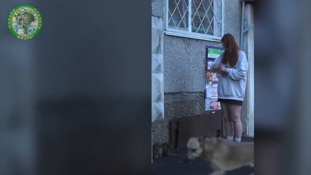 Легкий подвиг \ Елена Галиморданова \ Найти дом для животных смотреть онлайн