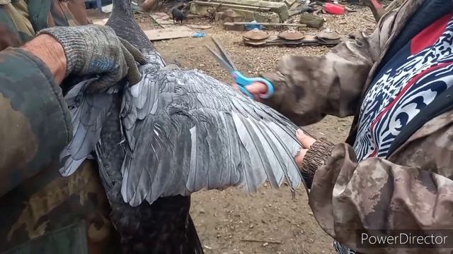 Утки улетают? как подрезать крылья? смотреть онлайн