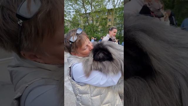 Выставка это встреча друзей Фотосессия готовимся к рингу#dogshow #pekingese #собака #dogs #spitz смотреть онлайн