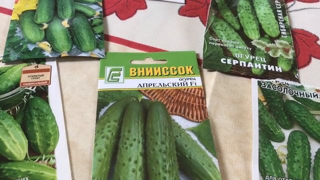 Поздняя посадка огурцов ( раннеспелые сорта ) смотреть онлайн