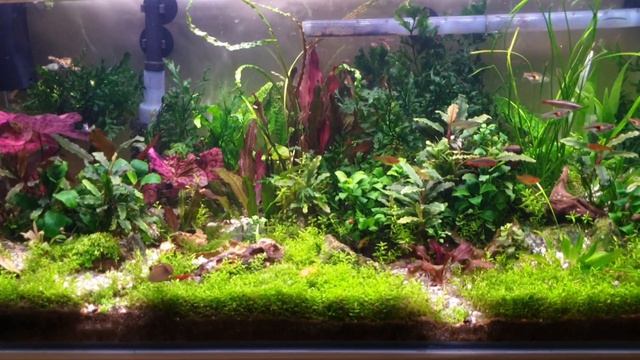 Аквариум травник 60литров часть 2 смотреть онлайн