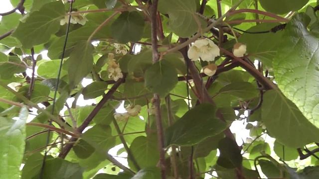 Выращивание киви в открытом грунте. смотреть онлайн