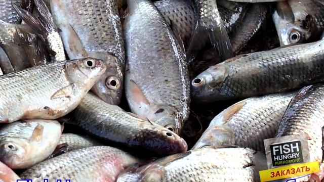 активатор клева ловля судака смотреть онлайн